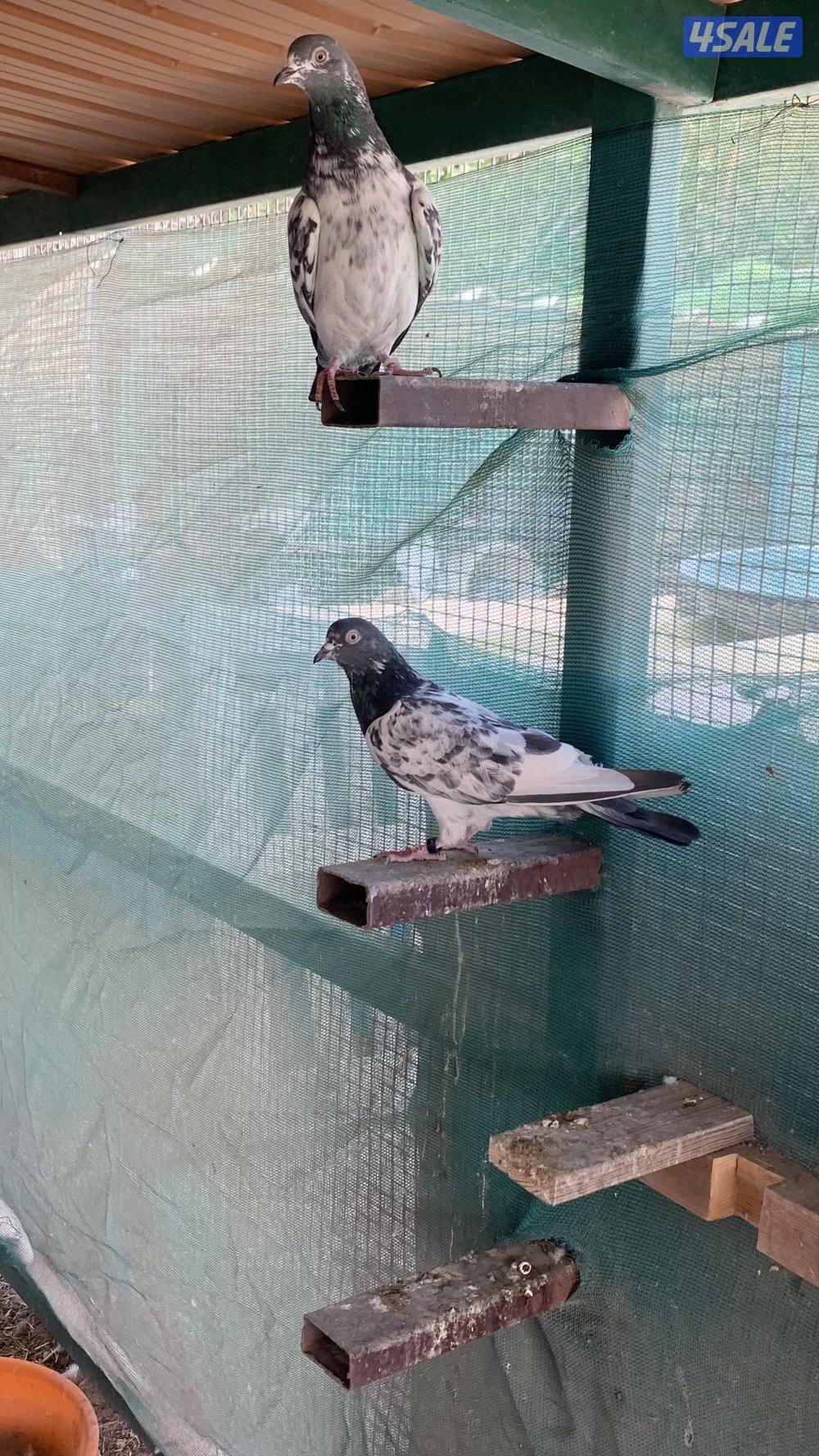 للبيع حمام بكستاني2