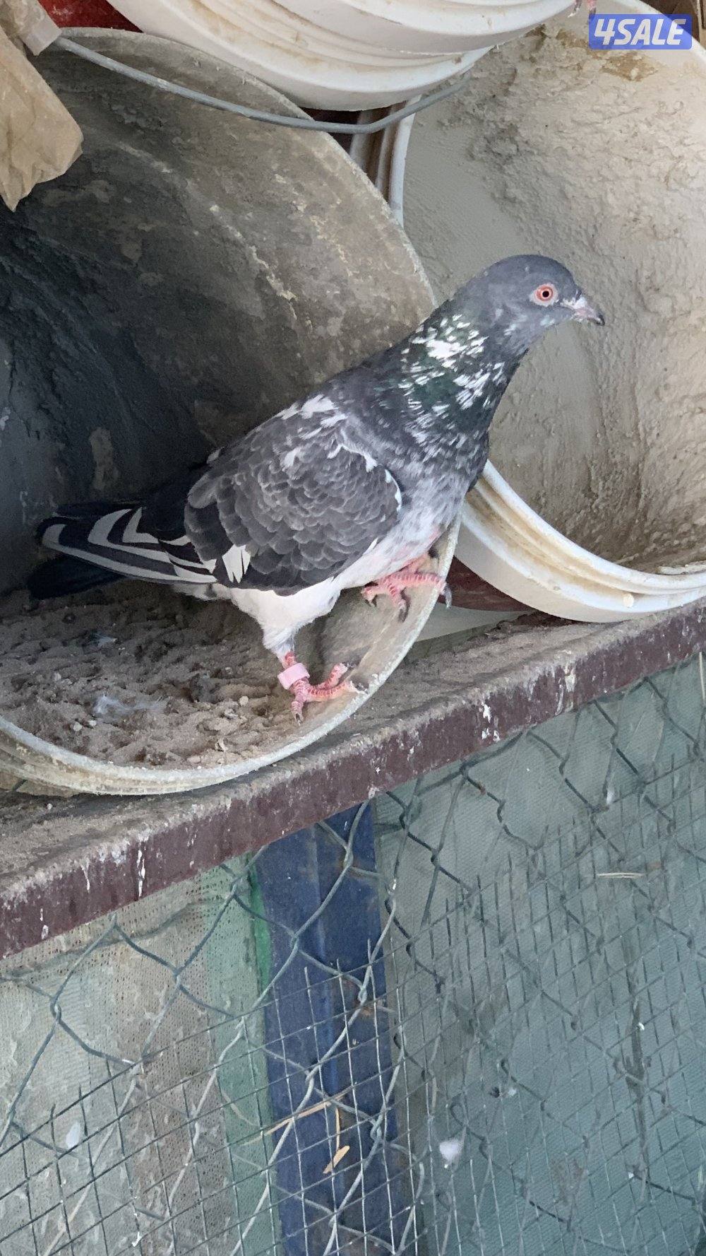 للبيع حمام بكستاني3