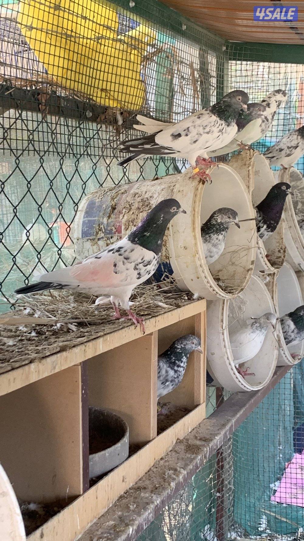 للبيع حمام بكستاني4