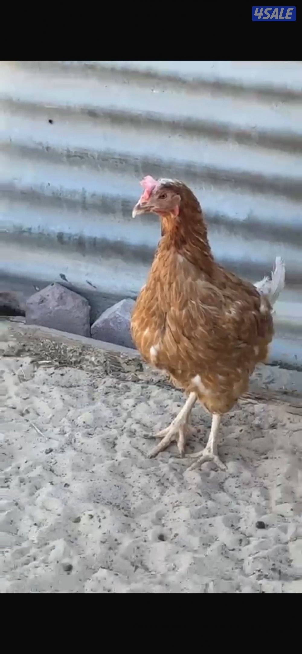 للبيع دجاج لوهمان + فيوم0