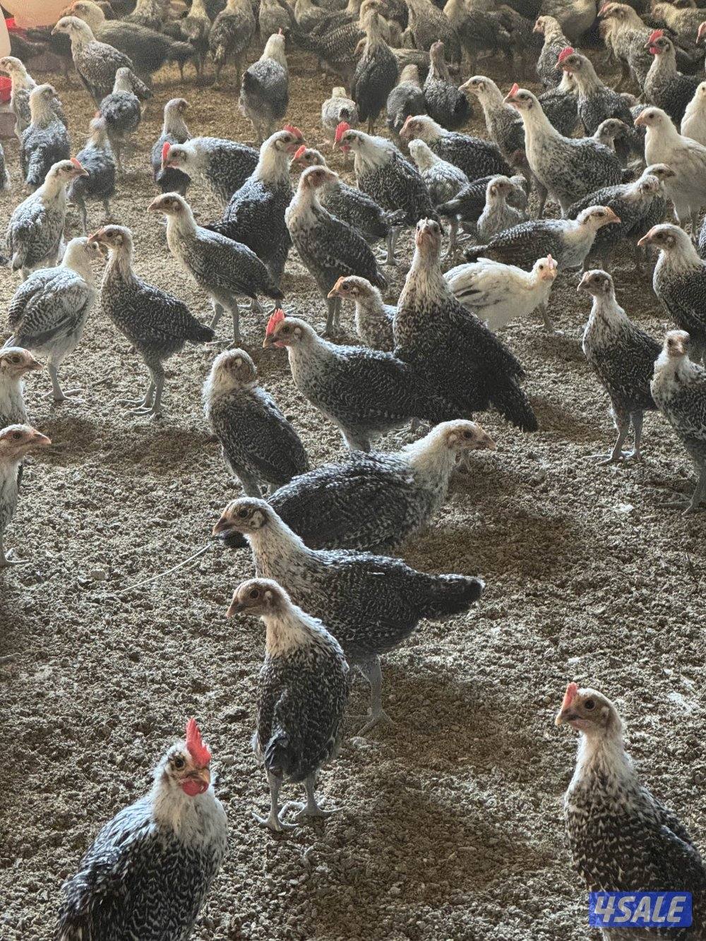 للبيع دجاج لوهمان + فيوم1