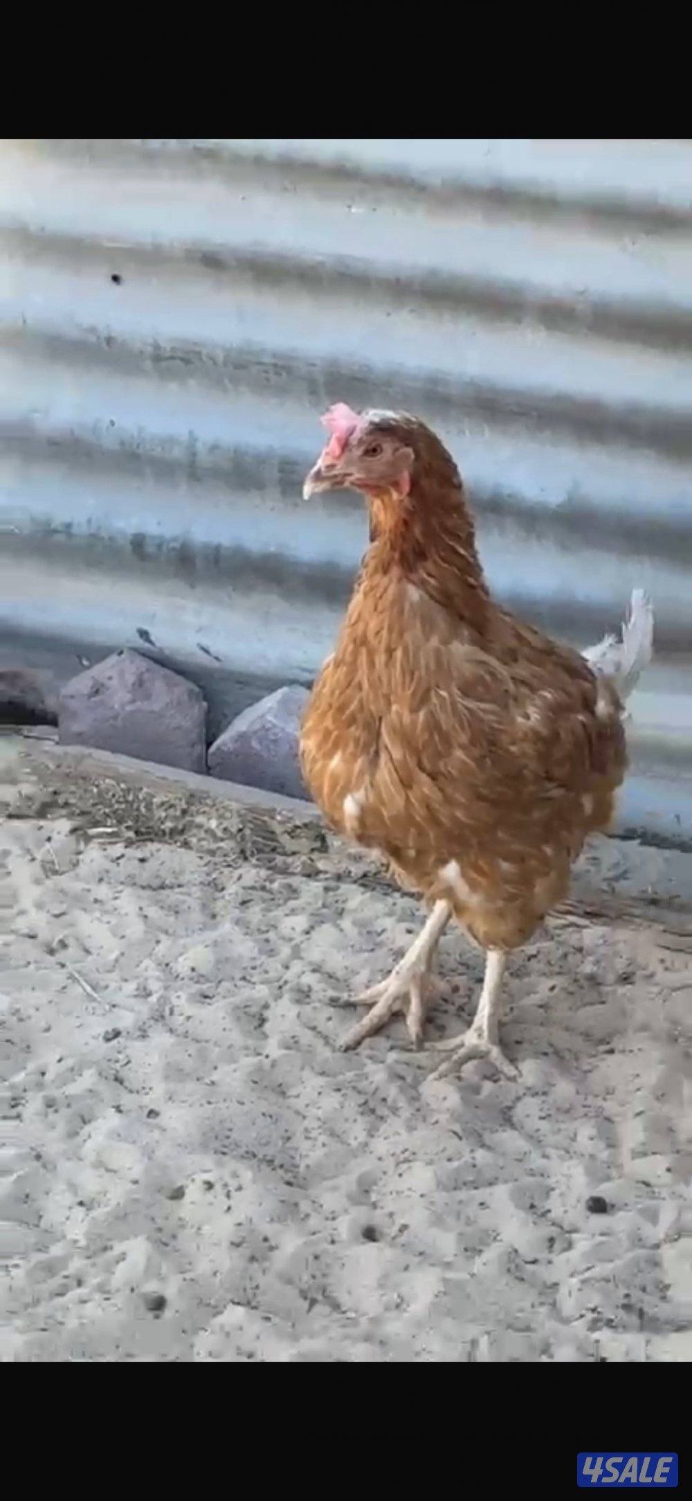 للبيع لوهمان + دياجة فيوم0