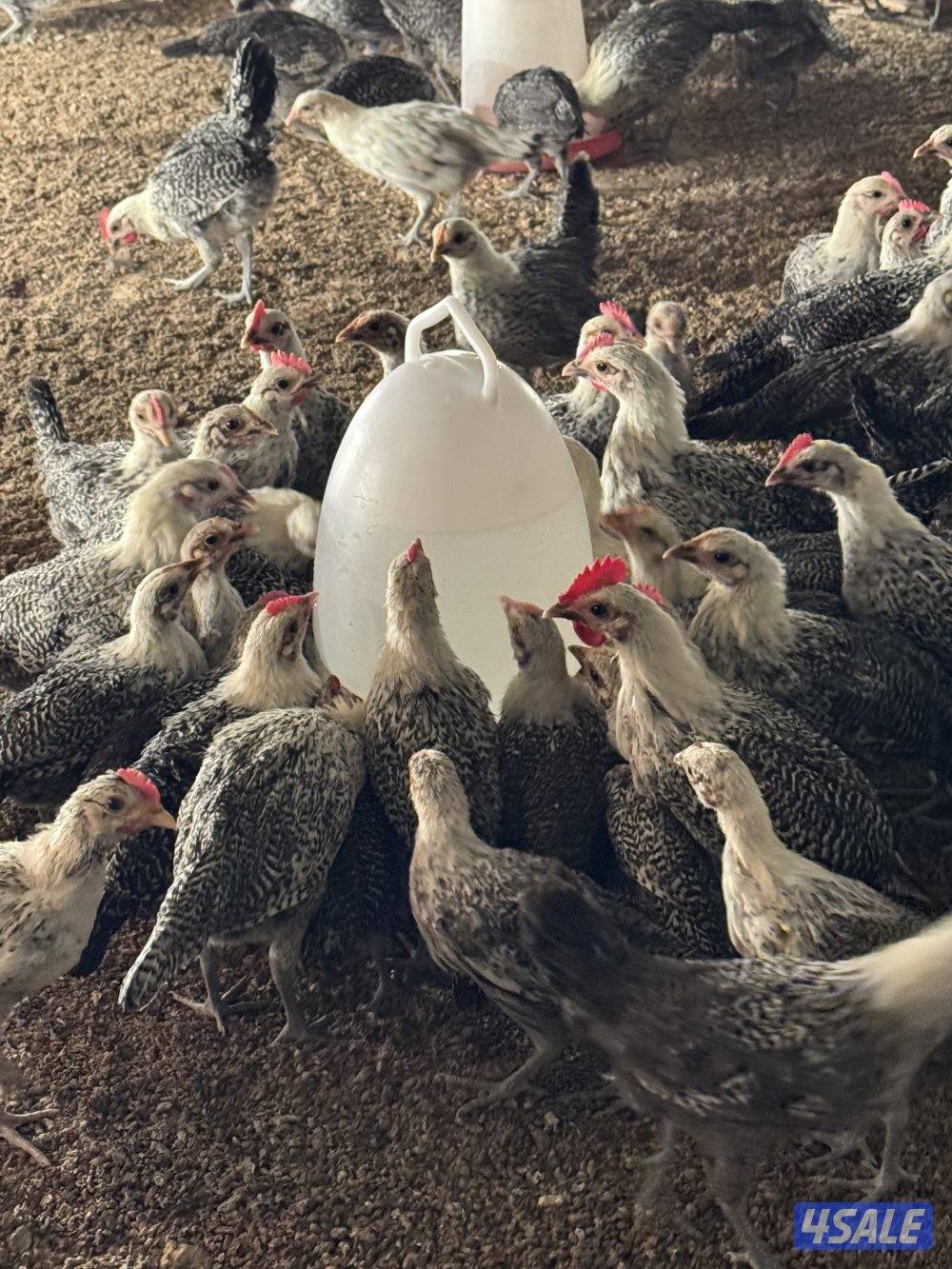 للبيع لوهمان + دياجة فيوم1