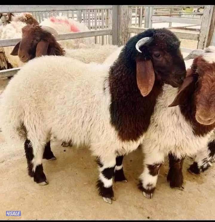 ذبايح للبيع اغنام للبيع توصيل جميع المناطق هدايا /ثلاجه/تمايم1