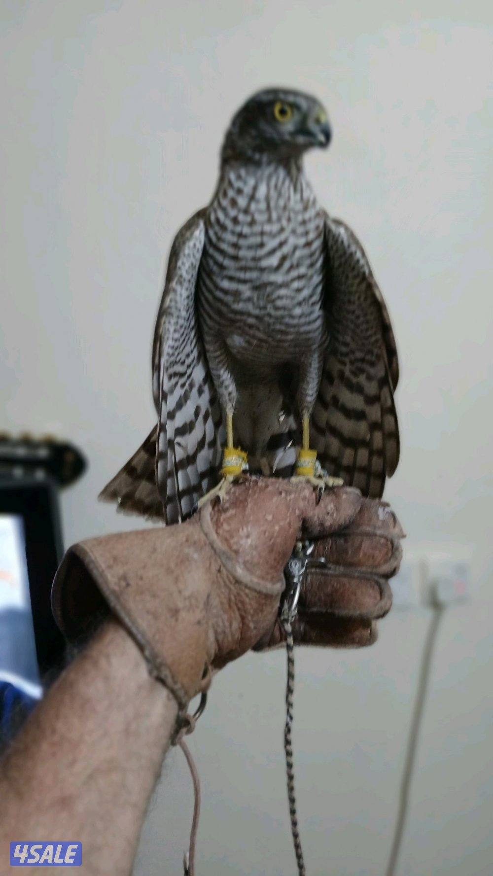 سلام عليكم طير للبيع0