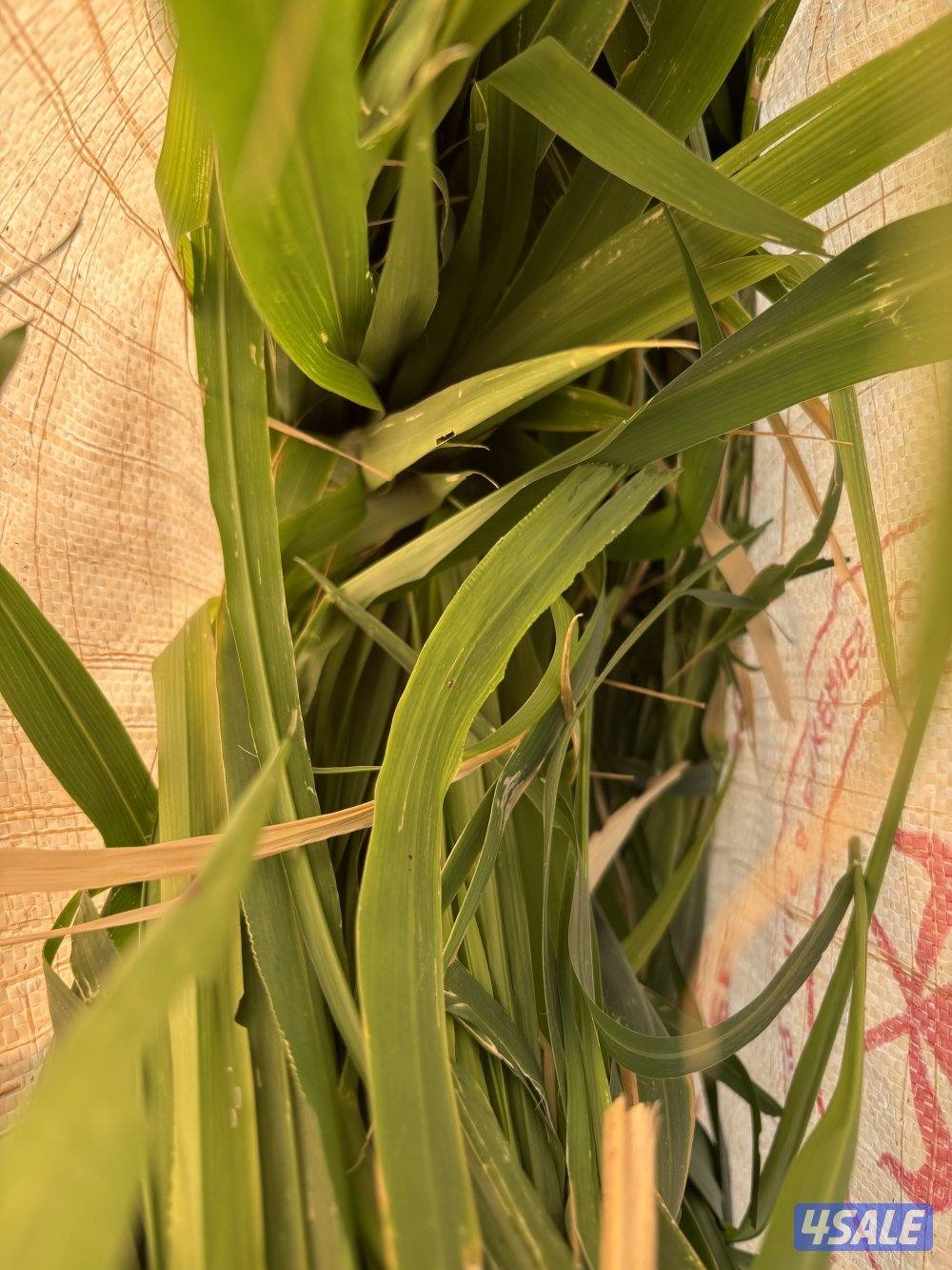 بونيكام طري ١٠ كيلو1