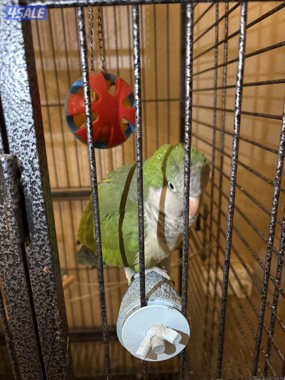 السلام عليكم ، نوع الطير كويكر ، يسولف و يضحك و يلعب سبب البيع الدراسه1