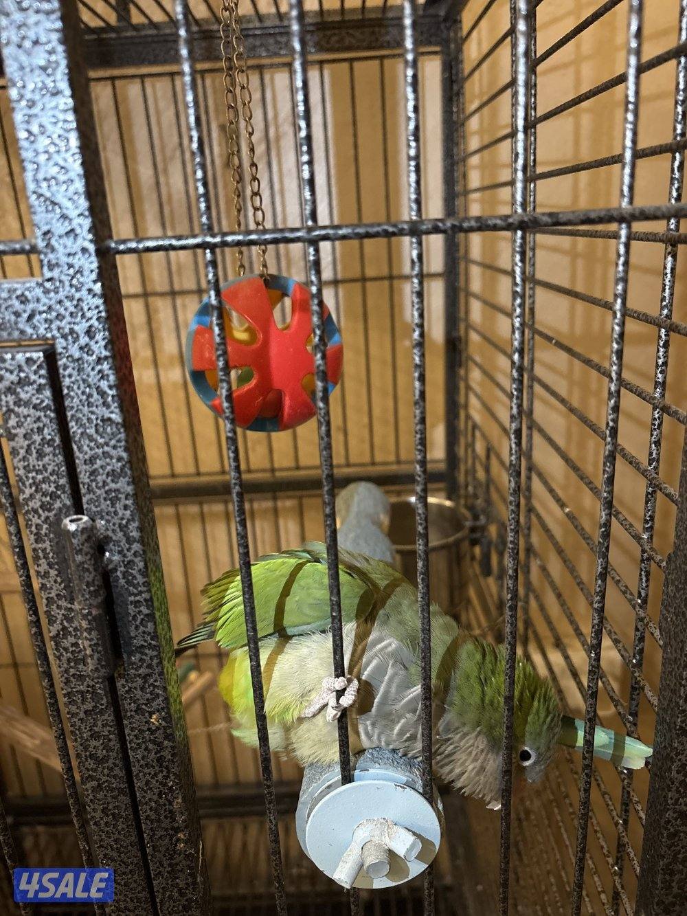 السلام عليكم ، نوع الطير كويكر ، يسولف و يضحك و يلعب سبب البيع الدراسه2