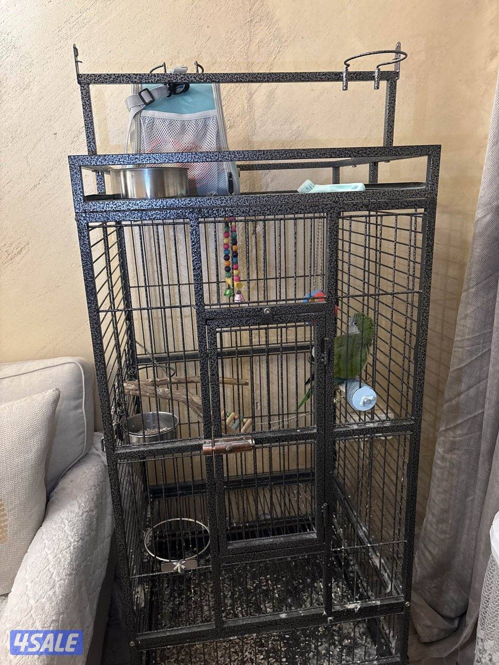 السلام عليكم ، نوع الطير كويكر ، يسولف و يضحك و يلعب سبب البيع الدراسه3