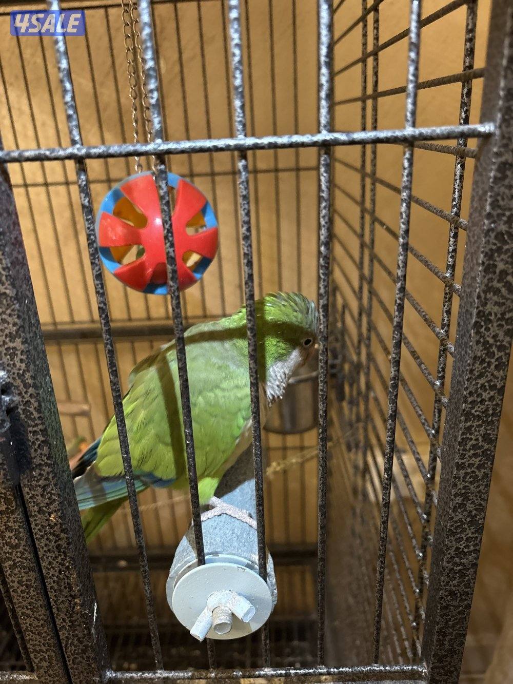 السلام عليكم ، نوع الطير كويكر ، يسولف و يضحك و يلعب سبب البيع الدراسه4