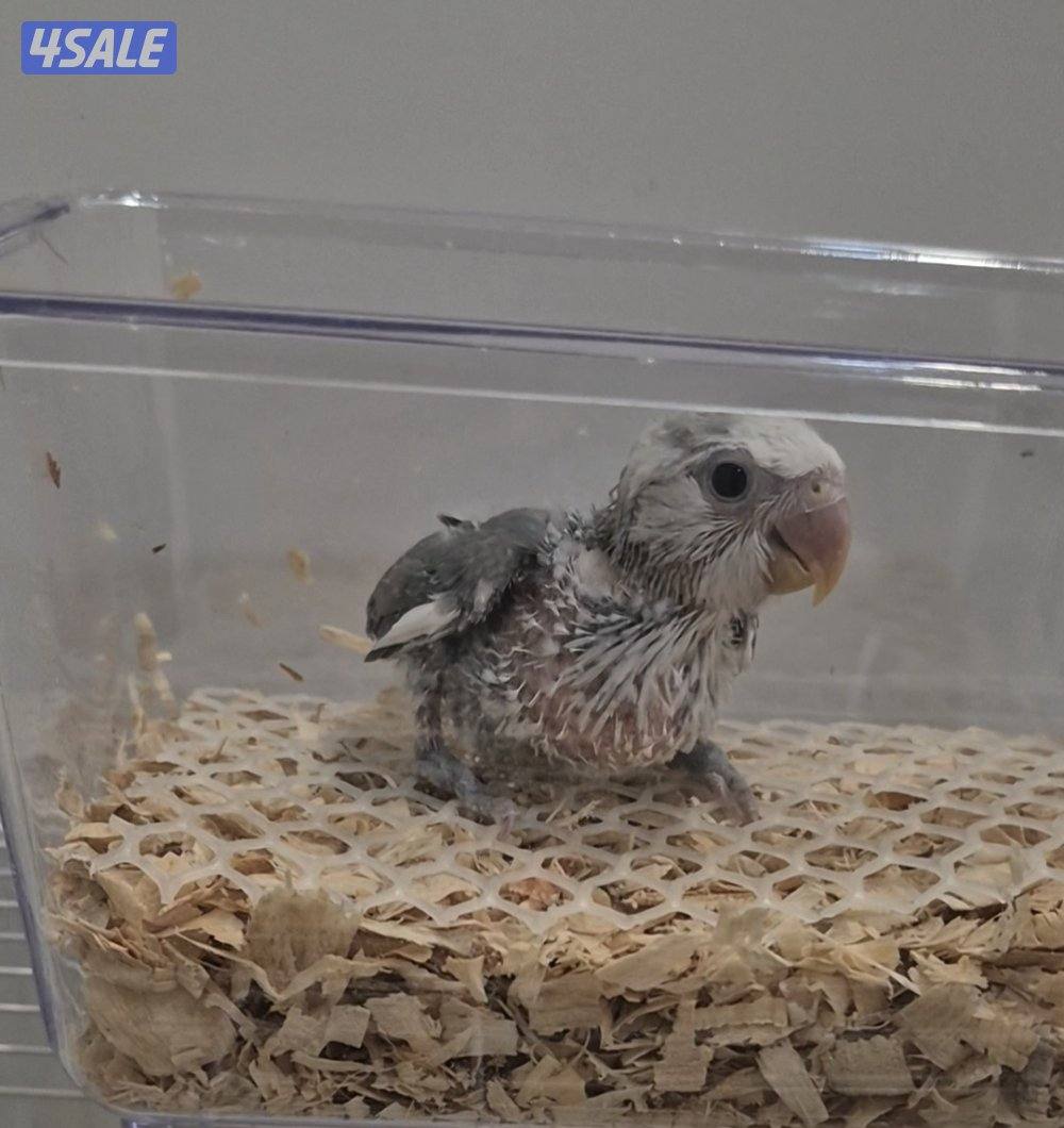 🔥 فروخ لوفبيرد ربوه قاطع عس ب20 🔥0