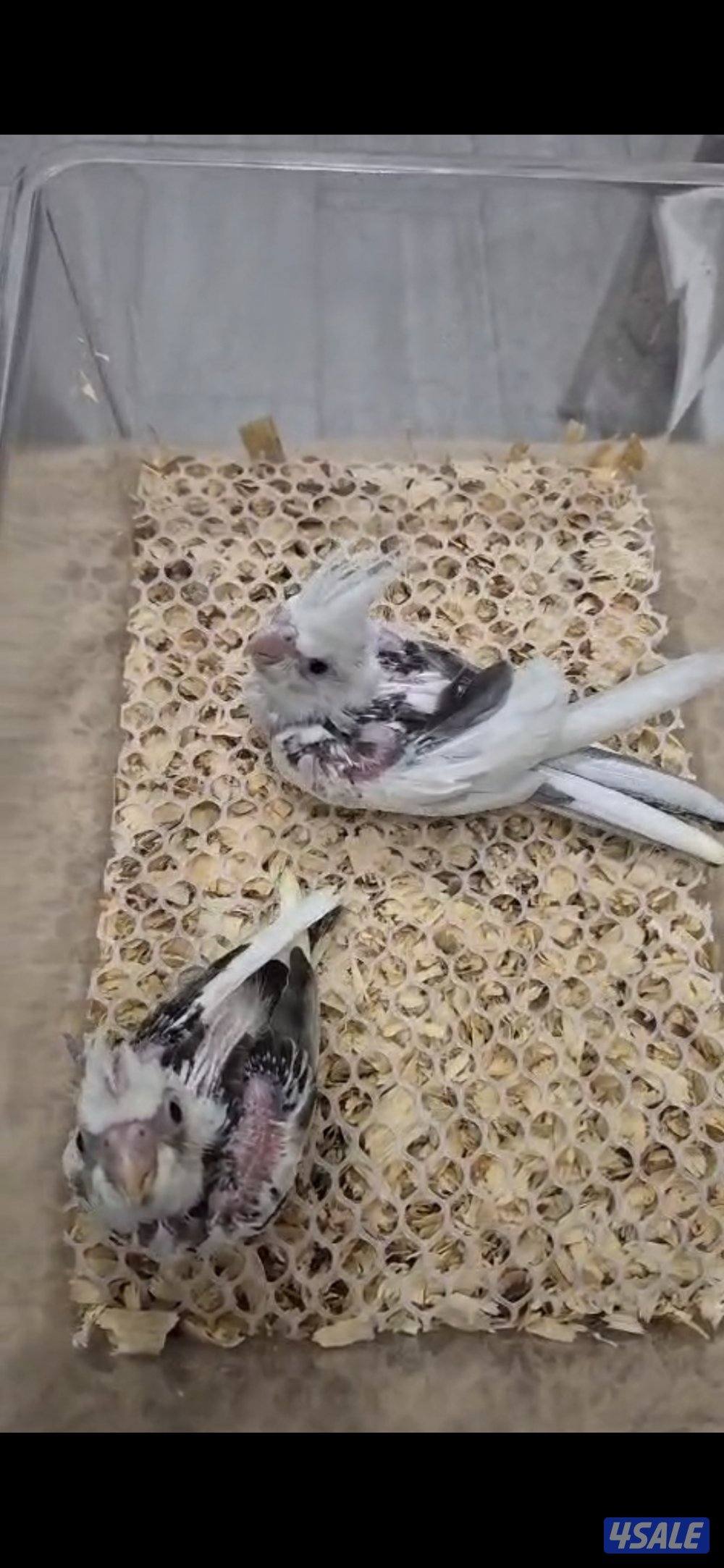 🔥 فروخ لوفبيرد ربوه قاطع عس ب20 🔥1