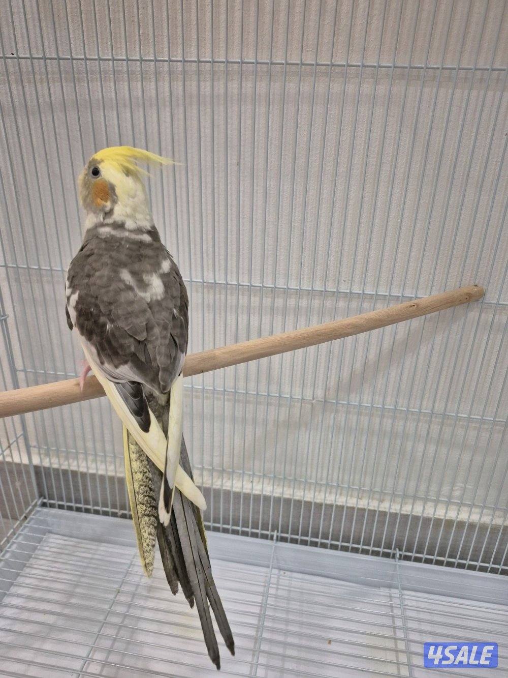 🔥 فروخ لوفبيرد ربوه قاطع عس ب20 🔥7