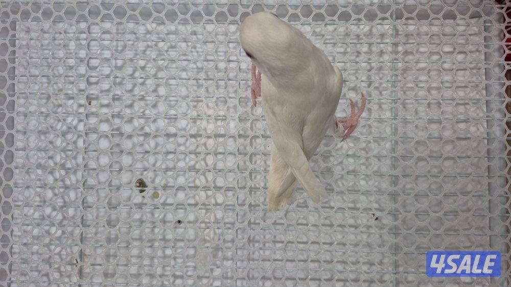 🔥 فروخ لوفبيرد ربوه قاطع عس ب20 🔥8