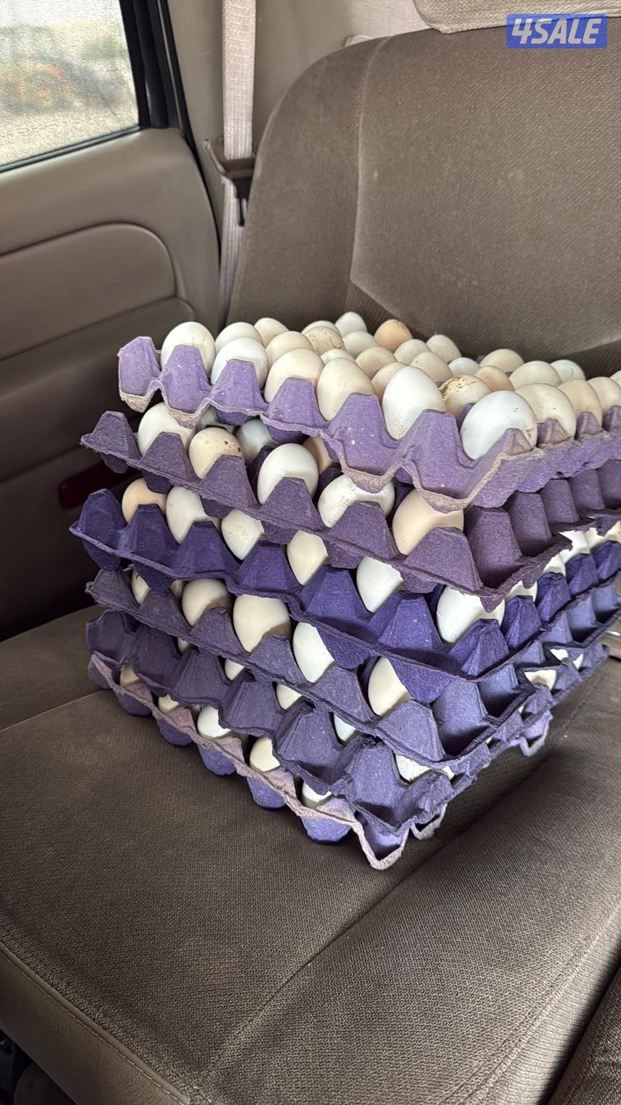 للبيع بيض عربي تجميع يومي طبق على دينارين0