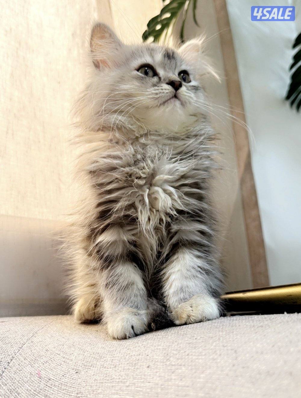 للبيع 2 كيتن بريتش1