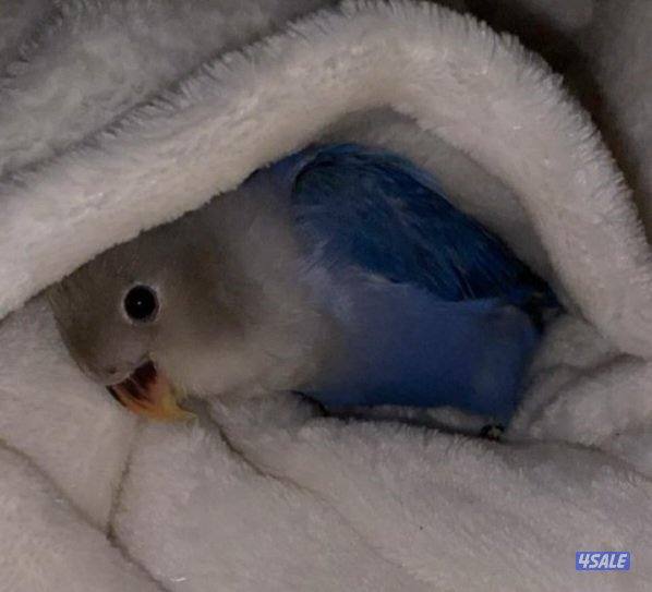 للبيع روز قمة الربوه0