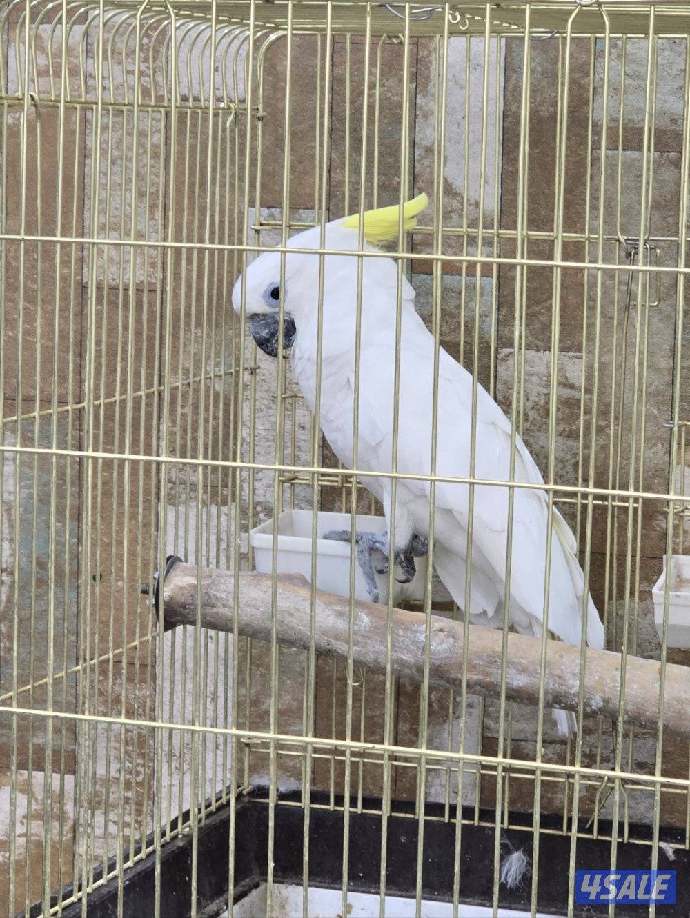 للبيع طير كوكاتو كرست العمر سنتين يتكلم يرقص نظيف0