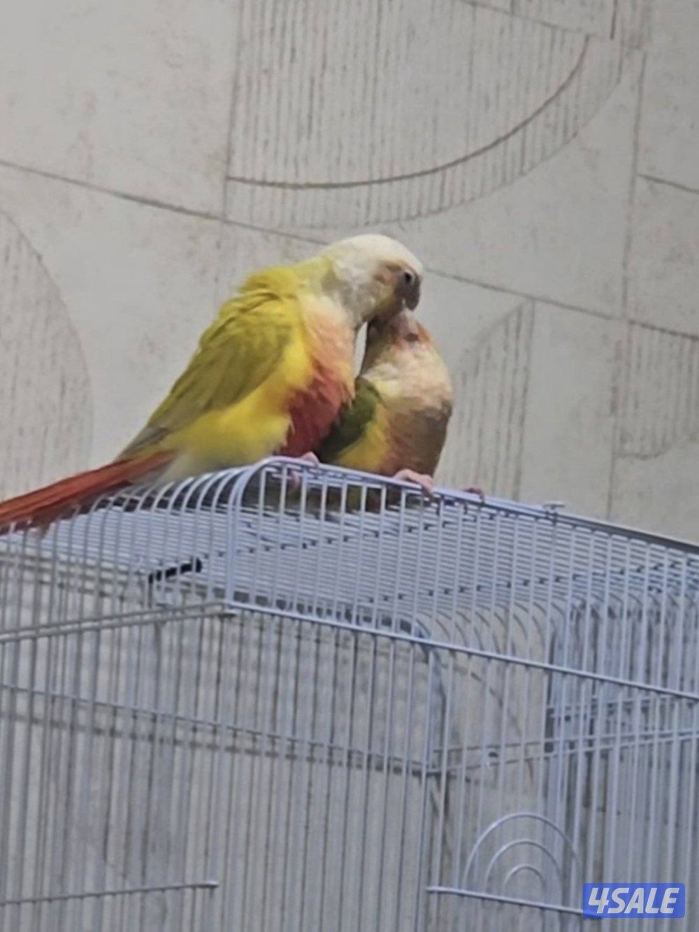 للبيع زوج كنيور ربوه هدد نظاف0