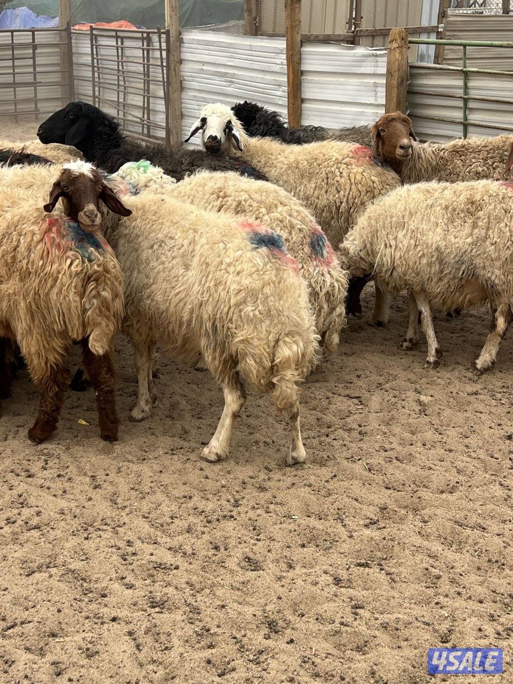 غنم شفاليه دفيع ولادها بين آخر الشهروشهر 1بإذن الله0