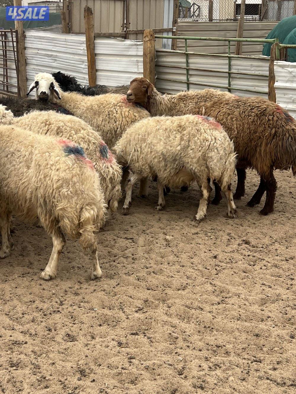 غنم شفاليه دفيع ولادها بين آخر الشهروشهر 1بإذن الله1