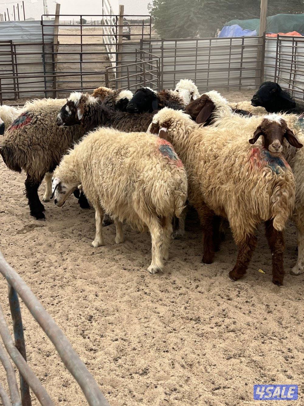 غنم شفاليه دفيع ولادها بين آخر الشهروشهر 1بإذن الله2