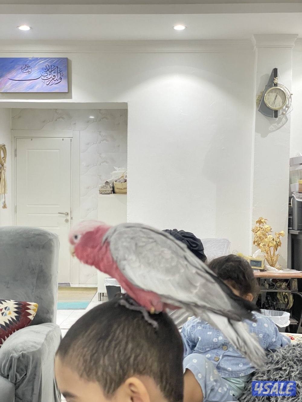 كوكاتو جالا3