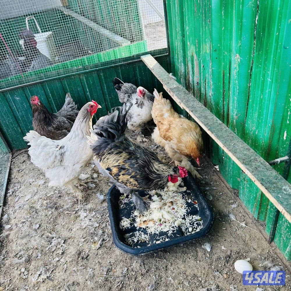 براهما امريكي مجموعه+ سيامي رصاصي+٢ديج سيامي1