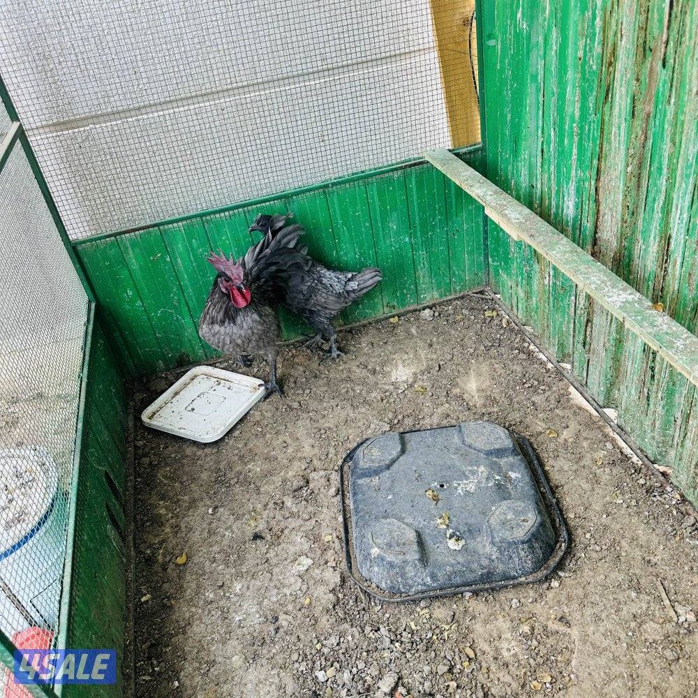 براهما امريكي مجموعه+ سيامي رصاصي+٢ديج سيامي2