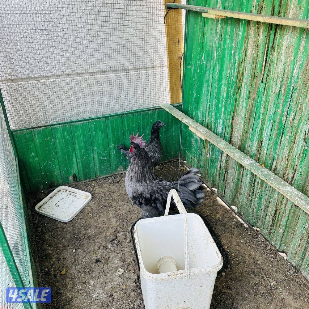 براهما امريكي مجموعه+ سيامي رصاصي+٢ديج سيامي3