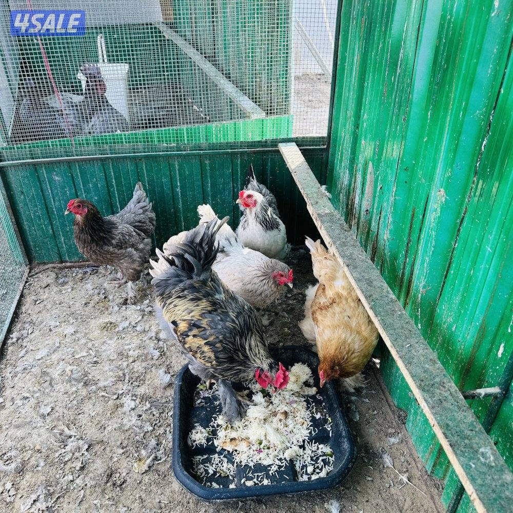 براهما امريكي مجموعه+ سيامي رصاصي+٢ديج سيامي4