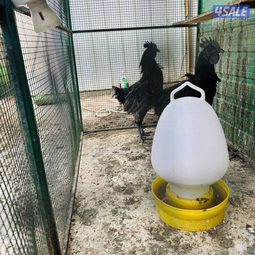 براهما امريكي مجموعه+ سيامي رصاصي+٢ديج سيامي5