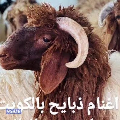 للبيع ذبايح شفالي  مقطع واصل لببيت0