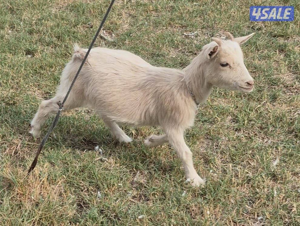 جيكيه بيور1