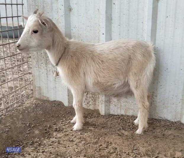 جيكيه بيور3