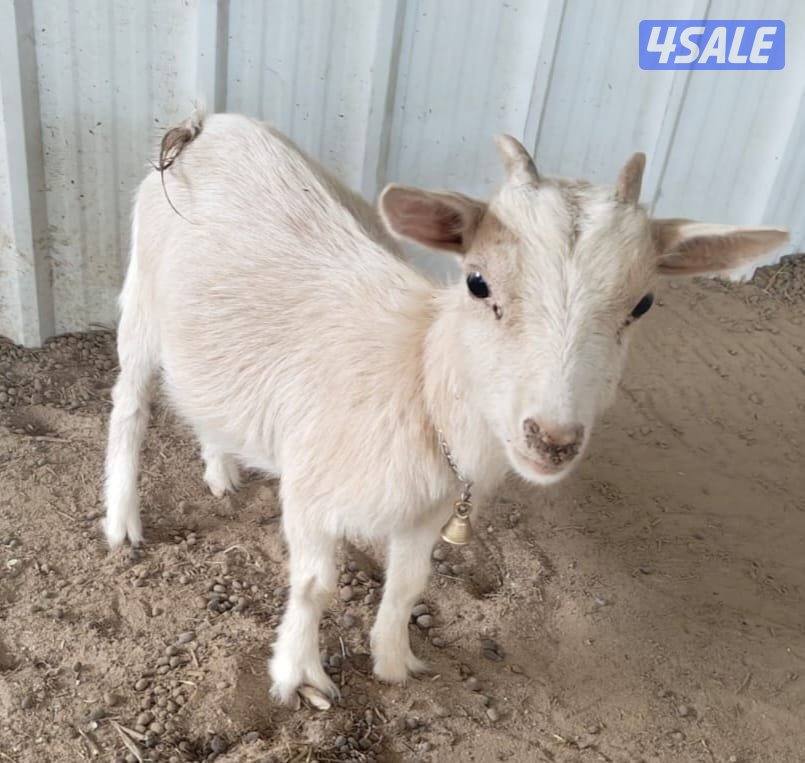 جيكيه بيور2