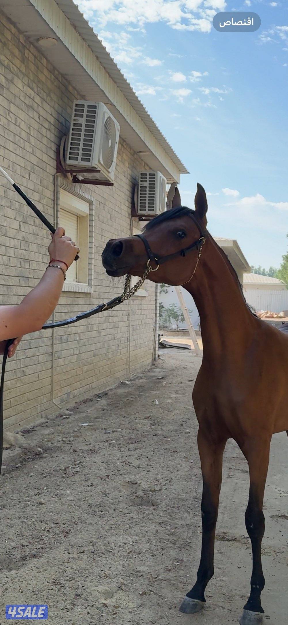 عرض ناري للبيع مهره جميله جداً ومسجله في بطوله الامارات ومدفوعه الرسوم0