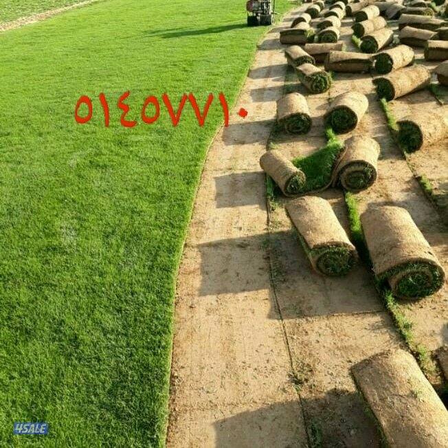 تنسيق الحدائق3