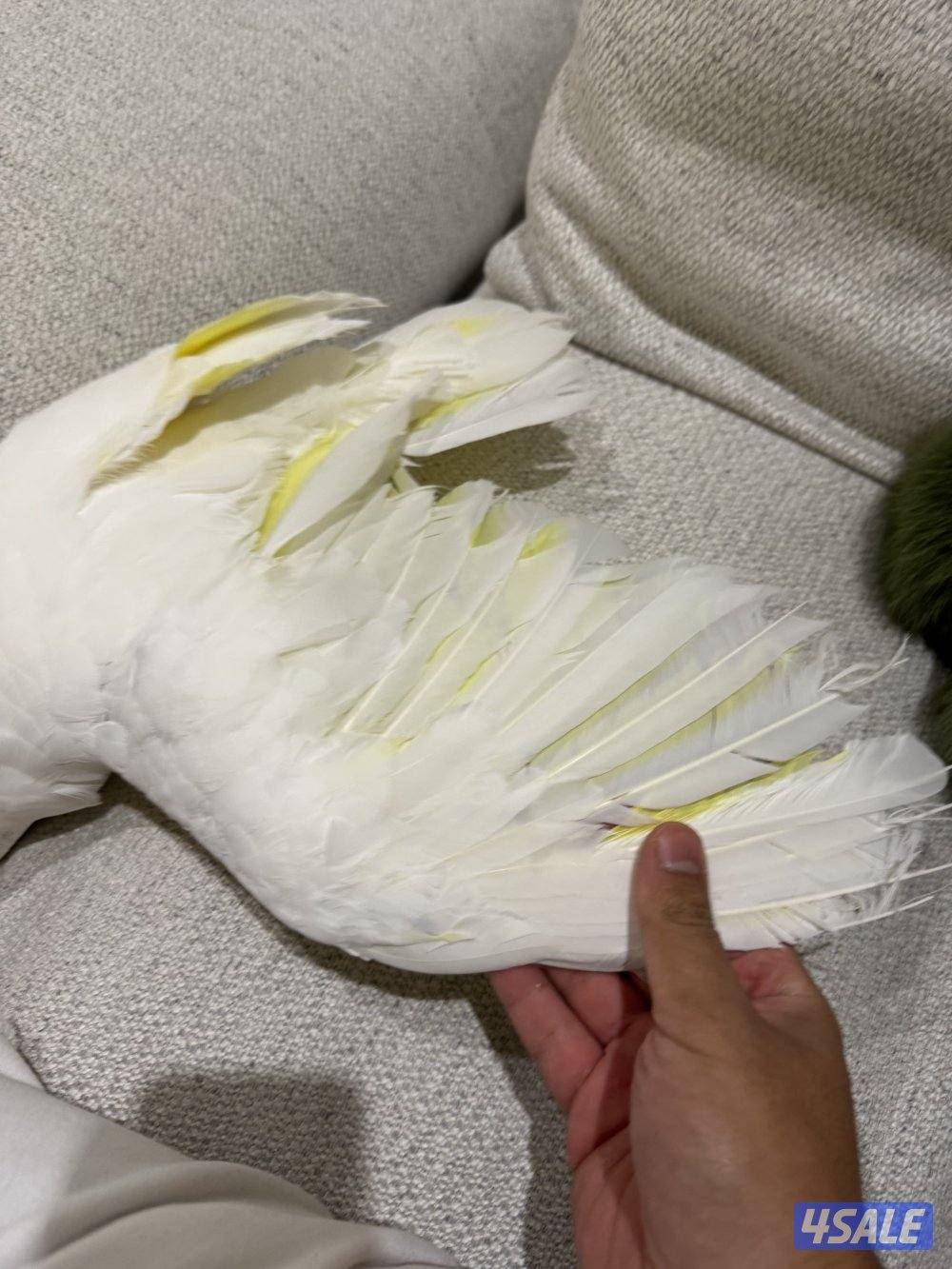 كوكاتو امبريلا العمر عشر شهور للبيع1