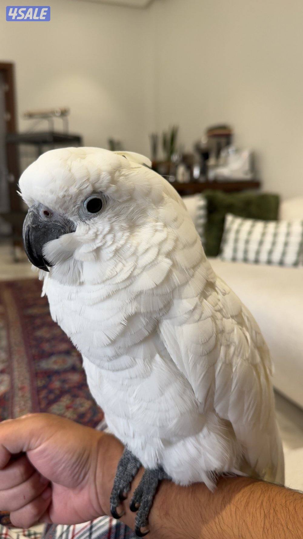 كوكاتو امبريلا العمر عشر شهور للبيع2