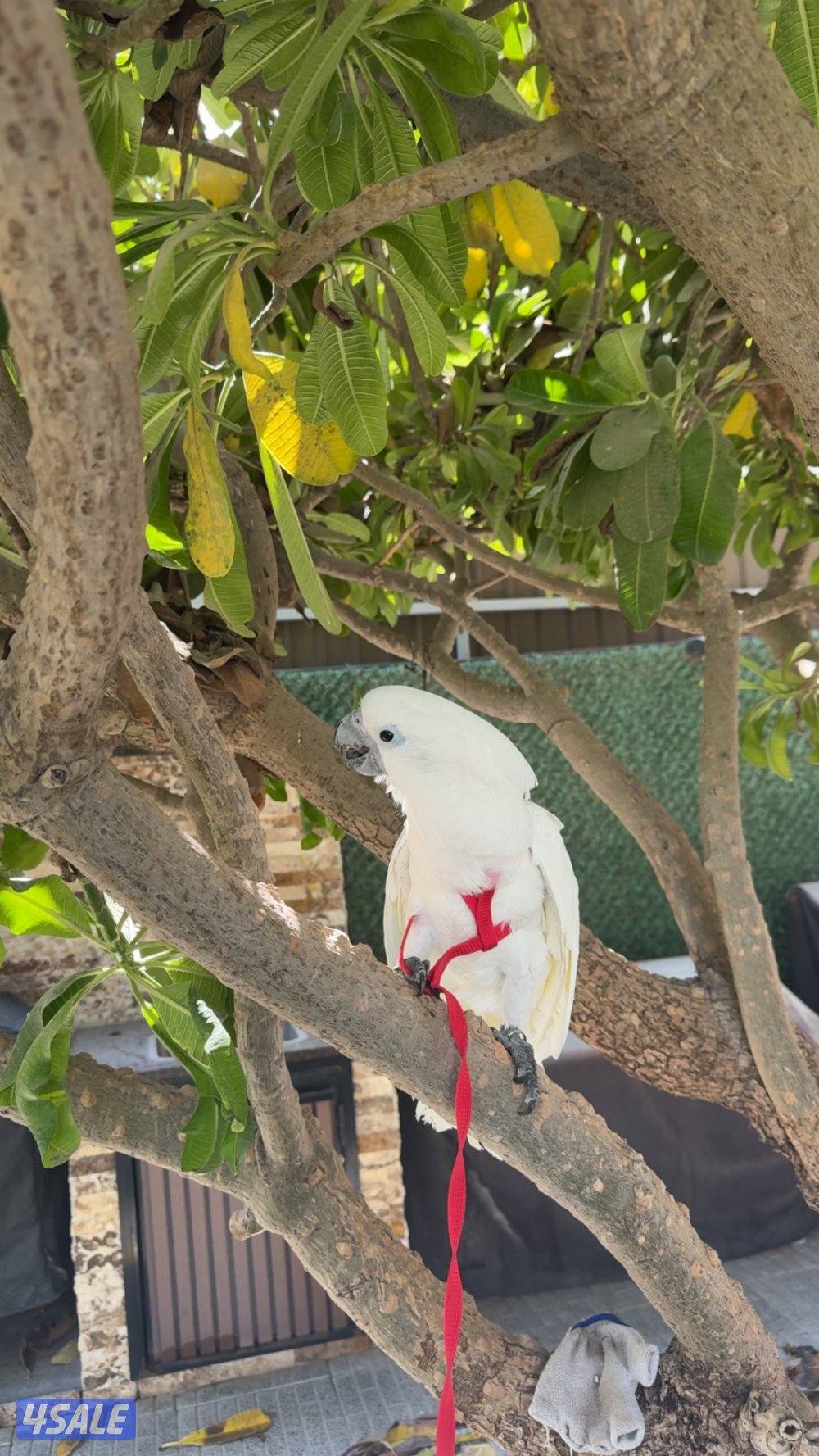 كوكاتو امبريلا العمر عشر شهور للبيع3