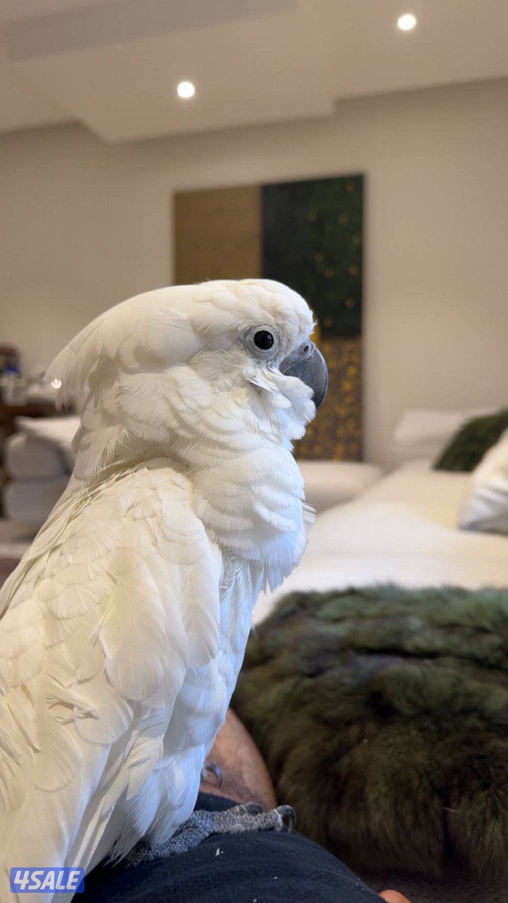 كوكاتو امبريلا العمر عشر شهور للبيع4