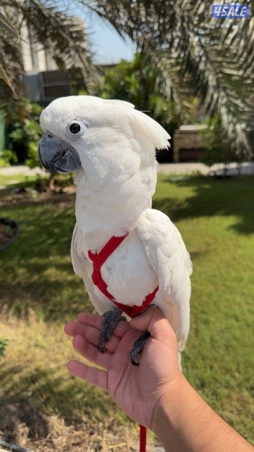 كوكاتو امبريلا العمر عشر شهور للبيع5