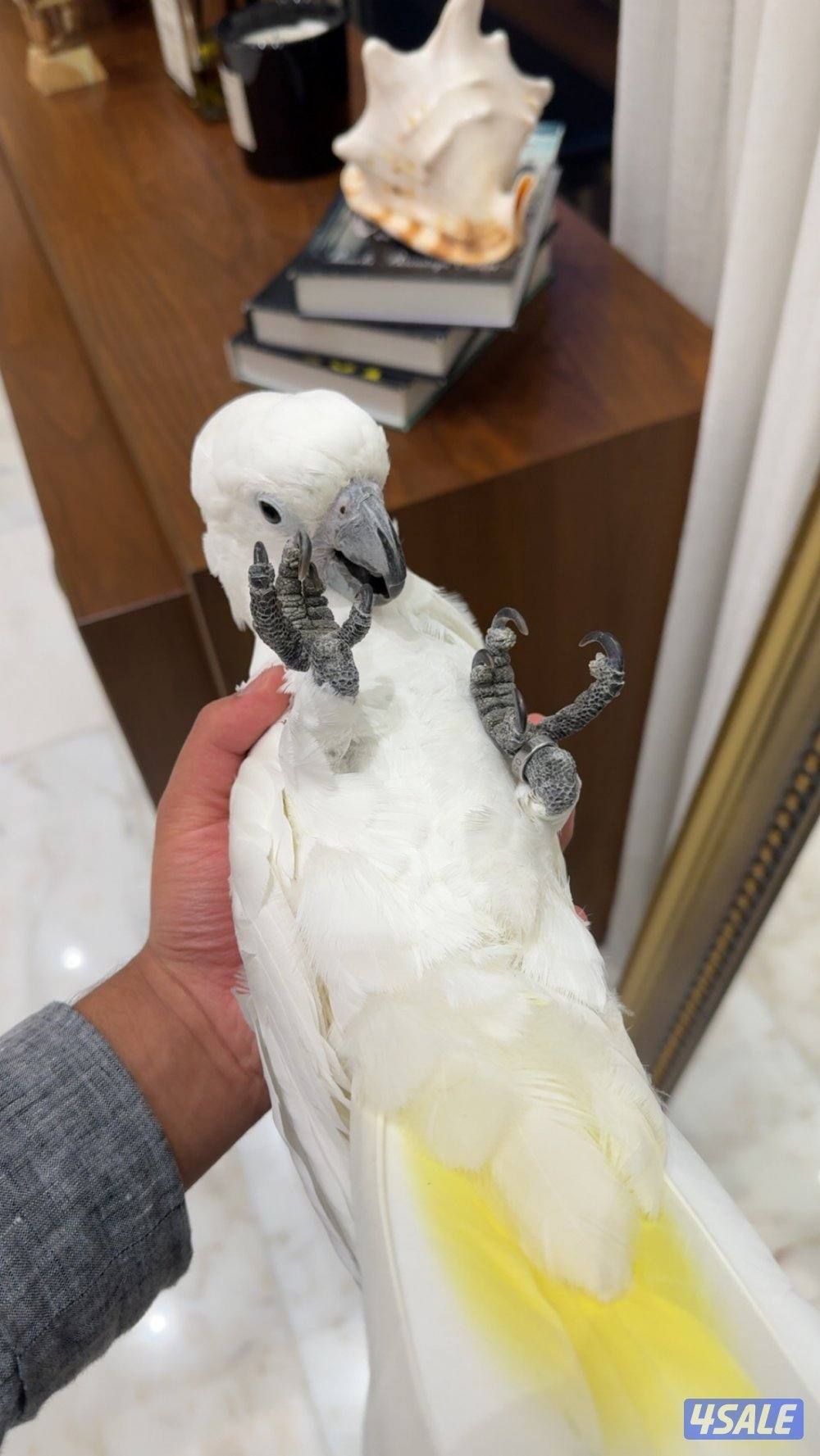 كوكاتو امبريلا العمر عشر شهور للبيع6