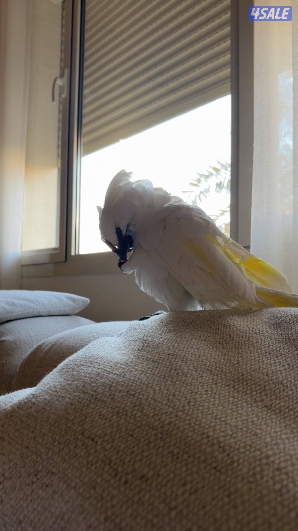 كوكاتو امبريلا العمر عشر شهور للبيع7