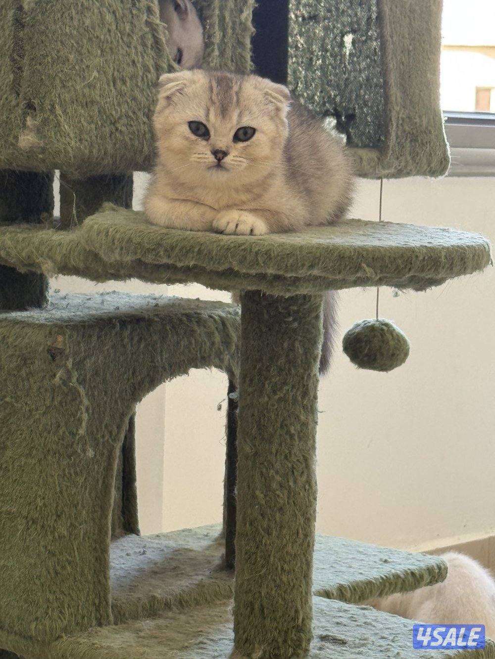 للبيع كتين سكوتش فولد وستريت بيور شي نظيف3