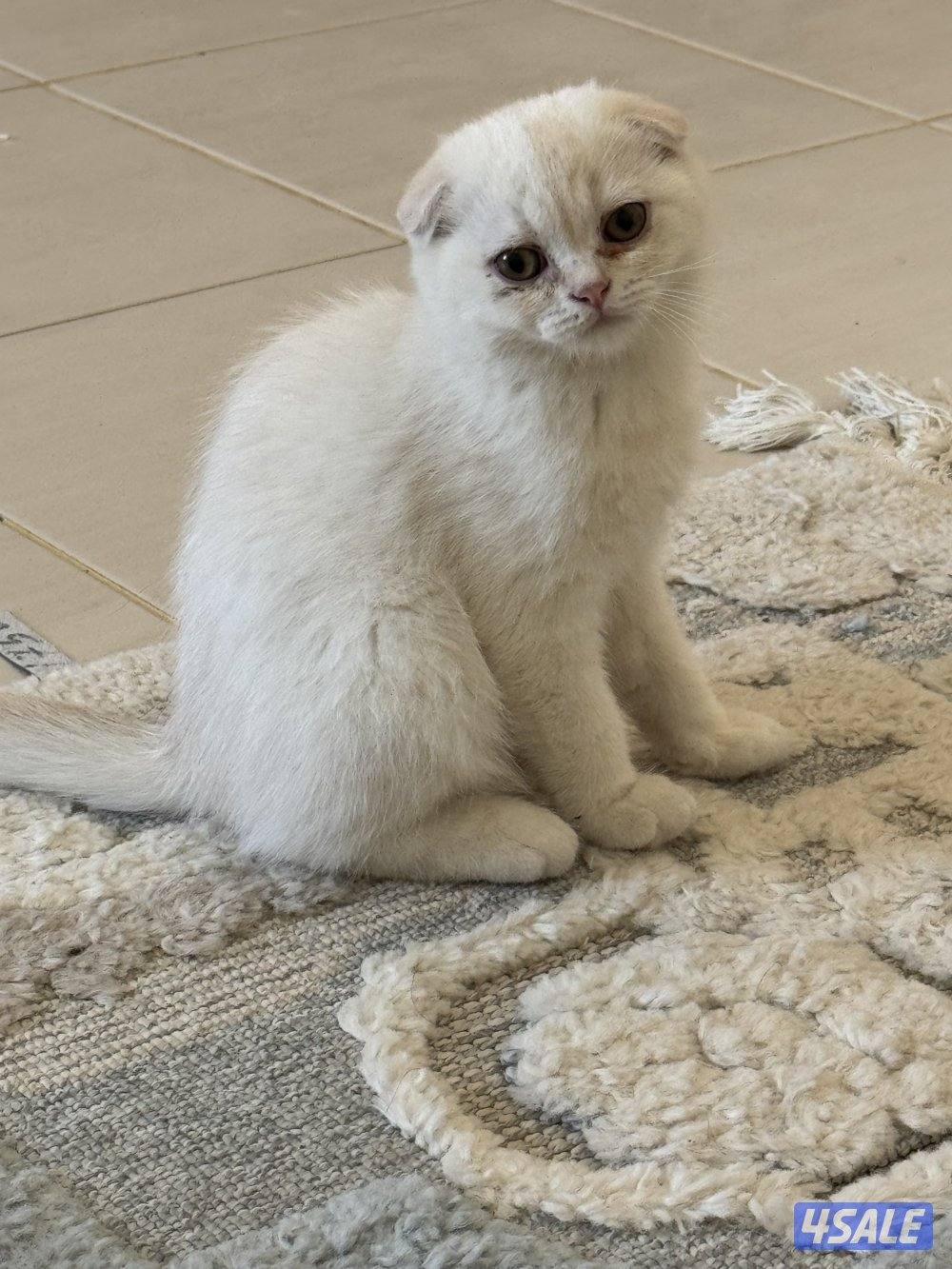 للبيع كتين سكوتش فولد وستريت بيور شي نظيف4