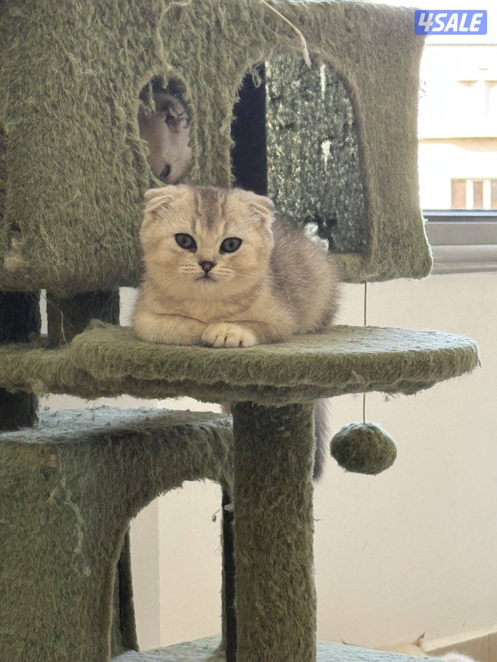 للبيع كتين سكوتش فولد وستريت بيور شي نظيف5