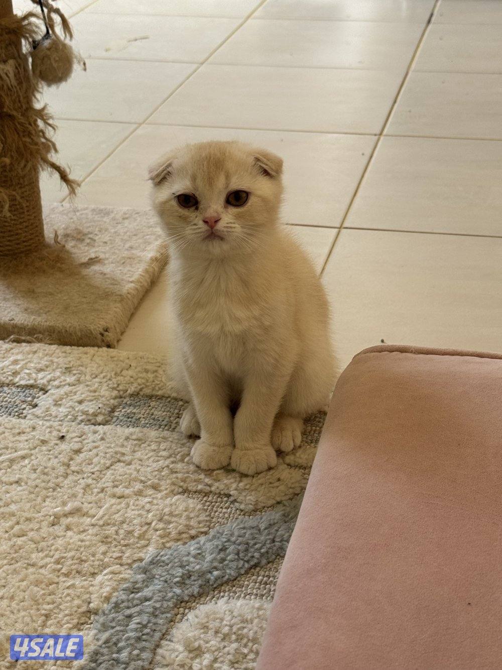 للبيع كتين سكوتش فولد وستريت بيور شي نظيف6