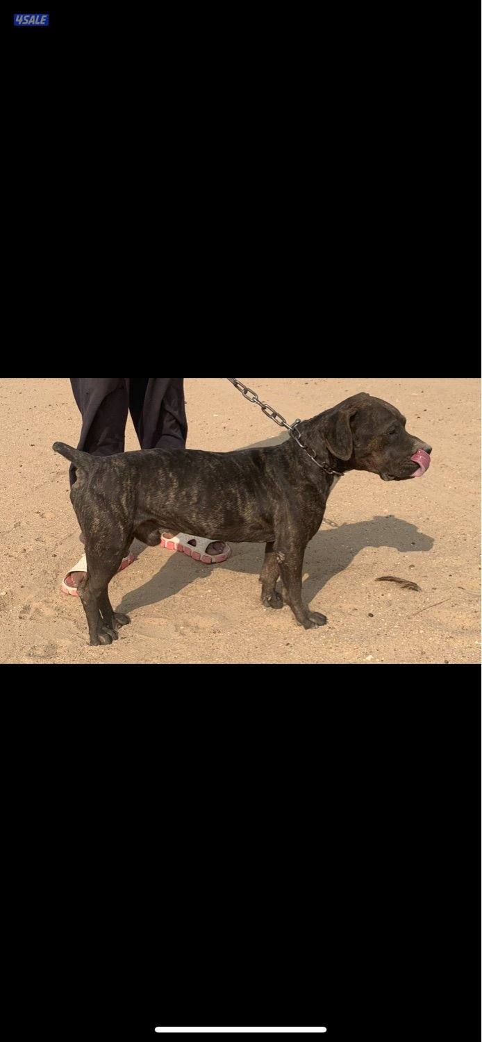 للبيع كلب ذكر العمر سنتين حق الحراسه0